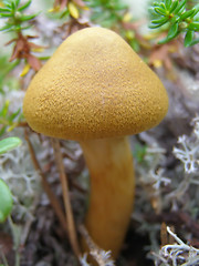 Image showing toadstool