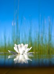 Image showing how   the water-lily grow