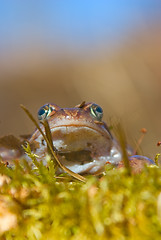 Image showing moor frog 