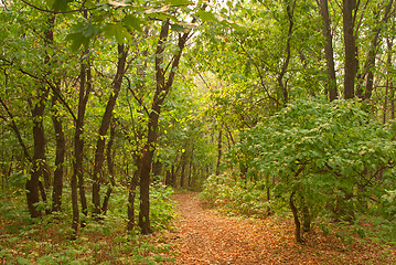 Image showing Footpath 