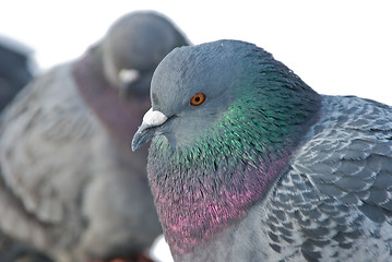 Image showing pigeons 