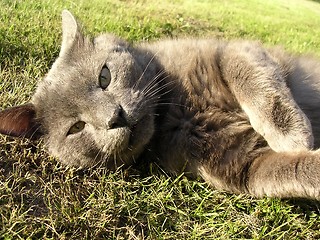 Image showing Cat lying in grass