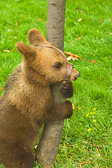 Image showing bear 