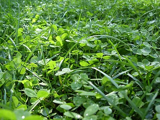 Image showing Clover and grass after rain