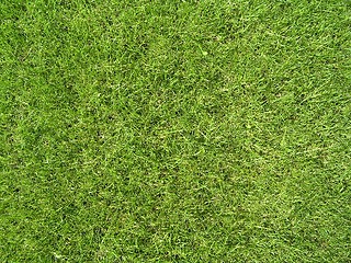 Image showing Grass texture