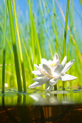 Image showing how   the water-lily grow