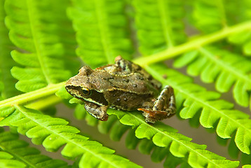 Image showing young frog