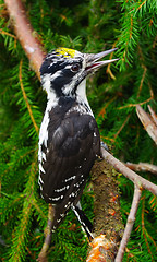 Image showing Woodpecker (Picoides tridactylus)