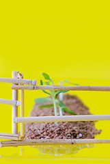 Image showing vegetable patches behind a fence