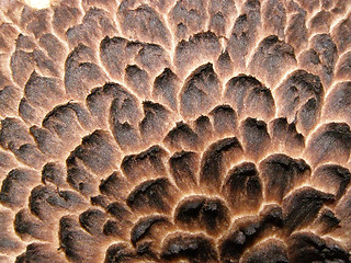 Image showing Mushroom macropicture 