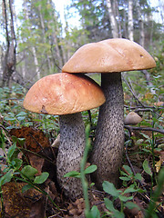 Image showing orange-cap mushrooms