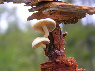 Image showing toadstool