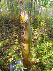 Image showing bulltrout