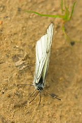 Image showing Aporia crataegi 