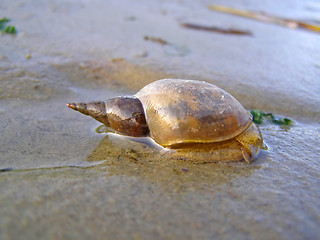 Image showing pond snails