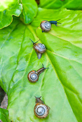 Image showing Caravan of snails