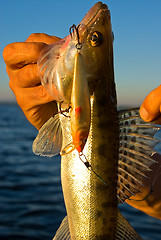 Image showing Trophy on fishing – a zander