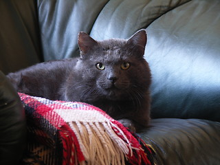 Image showing Russian Blue cat on armchair