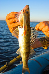 Image showing Trophy on fishing – a zander