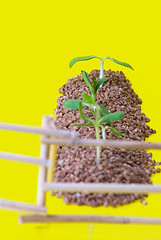 Image showing vegetable patches behind a fence