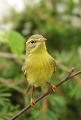 Image showing chiffchaff 