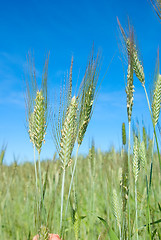 Image showing wheat