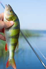 Image showing perch