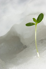 Image showing Green sprout on snow 