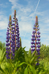 Image showing lupine 