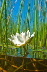 Image showing how   the water-lily grow