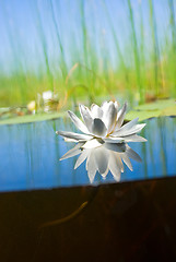 Image showing how   the water-lily grow