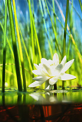 Image showing how   the water-lily grow