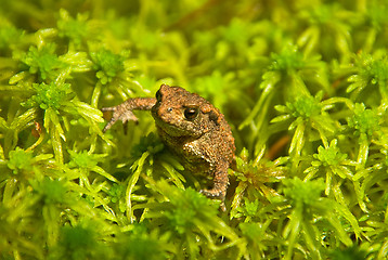 Image showing young toad look