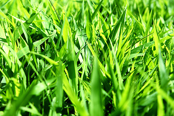 Image showing Fresh green grass