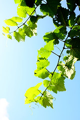 Image showing leaves and sunny sky
