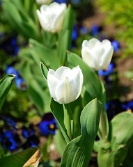 Image showing White tulips