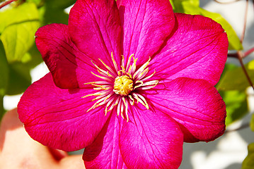 Image showing Pink clematis flower