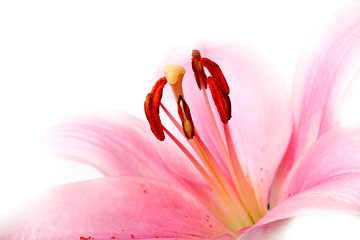 Image showing Pink Lilies