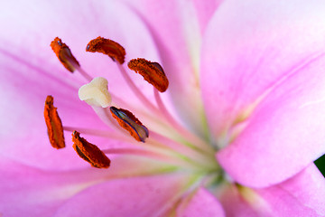 Image showing Pink Lilies