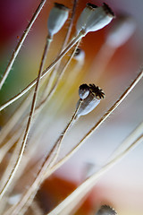 Image showing Dry poppy pods