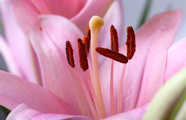 Image showing Pink Lilies