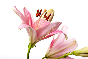 Image showing Pink Lilies