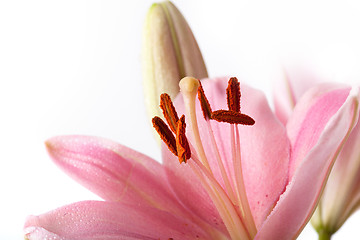 Image showing Pink Lilies with dew drops