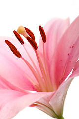 Image showing Pink Lilies