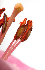 Image showing Pink Lilies with dew drops