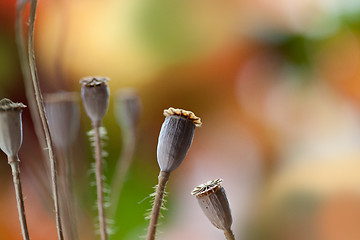 Image showing Dry poppy pods