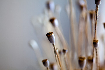 Image showing Dry poppy pods