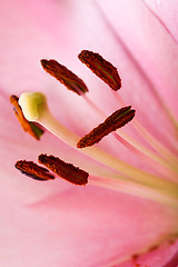 Image showing Pink Lilies