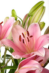 Image showing Pink Lilies with dew drops