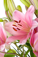 Image showing Pink Lilies with dew drops